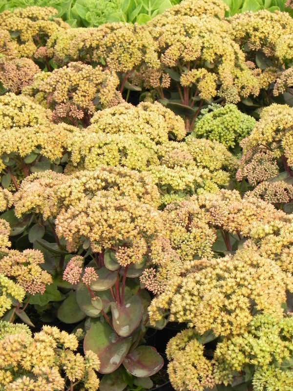 Sedum telephium ‘Seduction Yellow Delicat’