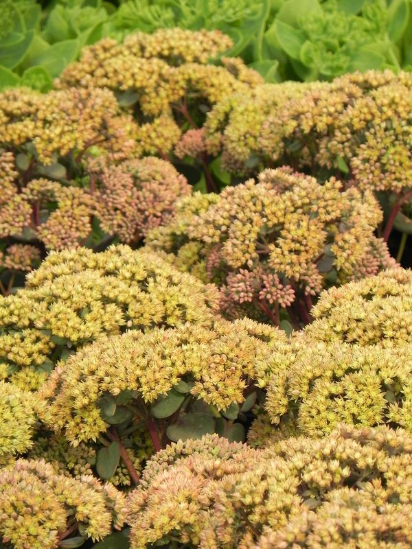 Sedum telephium ‘Seduction Yellow Delicat’