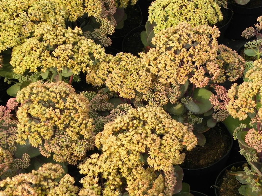 Sedum telephium ‘Seduction Yellow Delicat’