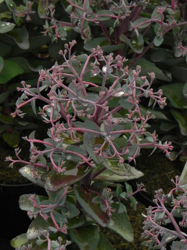 Sedum telephium ‘Seduction Rose Soiree’
