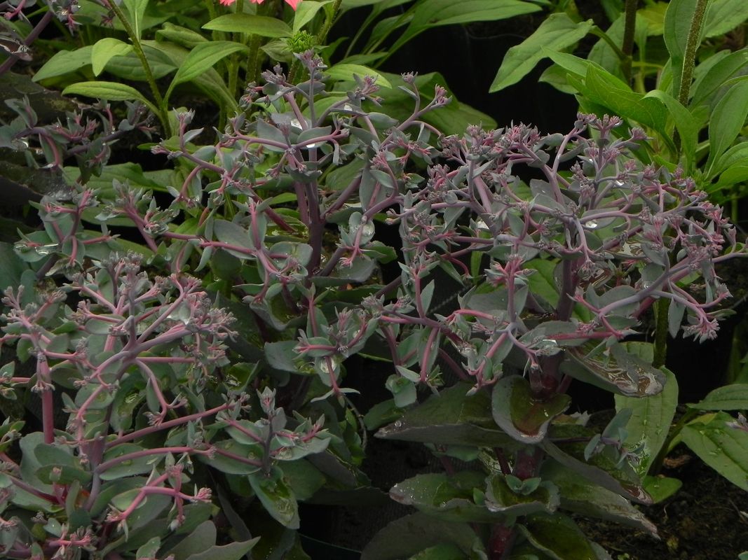 Sedum telephium ‘Seduction Rose Soiree’