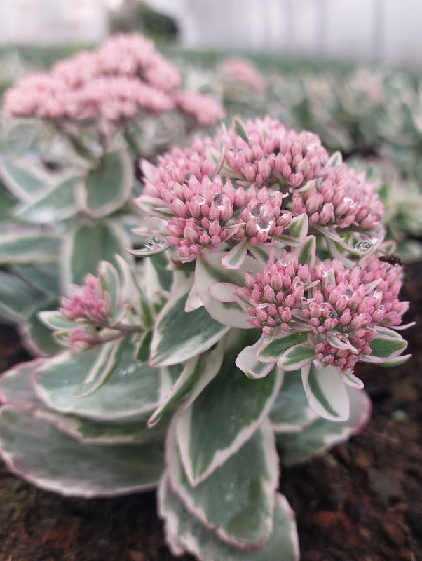 Sedum telephium ‘La Vie en Rose’