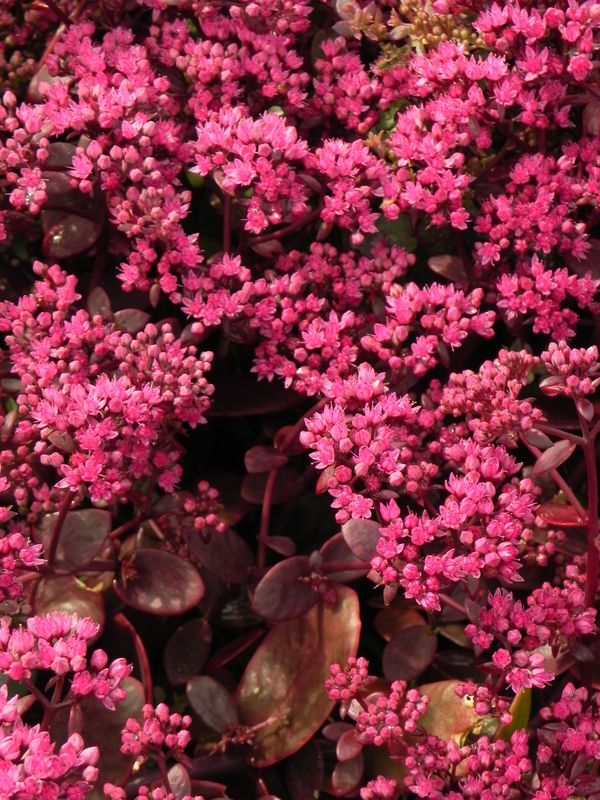 Sedum ‘SunSparkler® Firecracker’