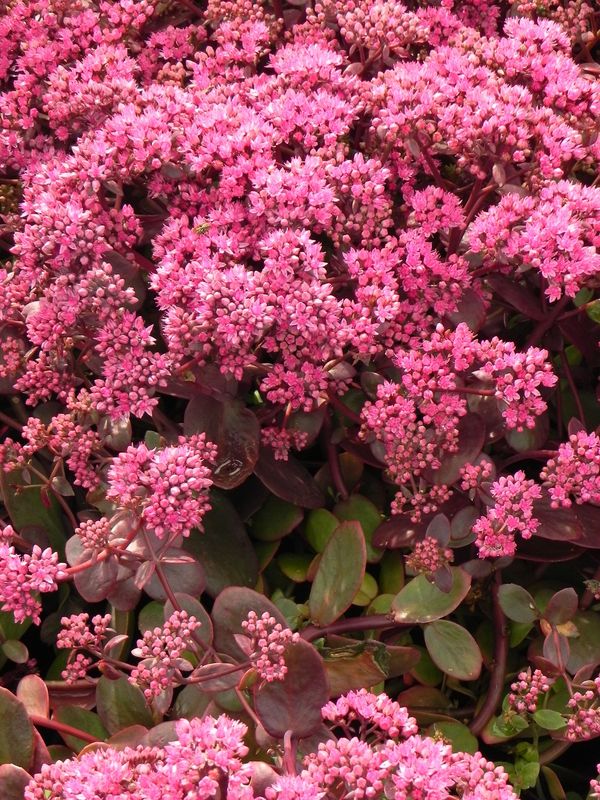 Sedum ‘SunSparkler® Cherry Tart’