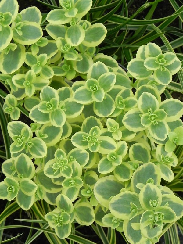 Sedum ‘SunSparkler® Lime Twister’