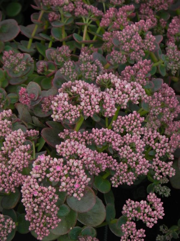 Sedum ‘SunSparkler® Lime Zinger’