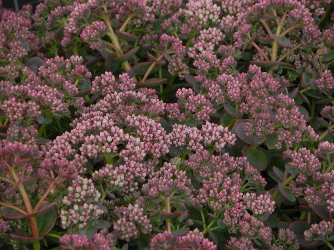 Sedum ‘SunSparkler® Lime Zinger’
