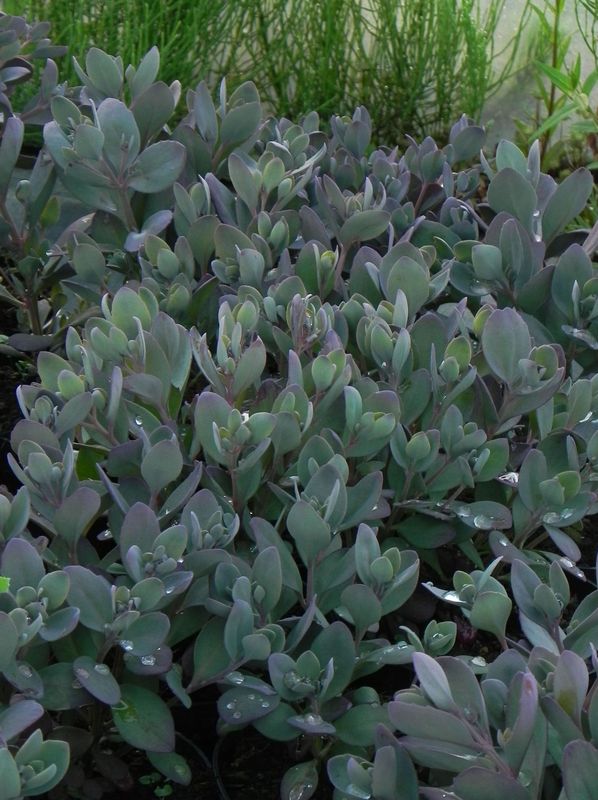 Sedum ‘SunSparkler® Plum Dazzled’
