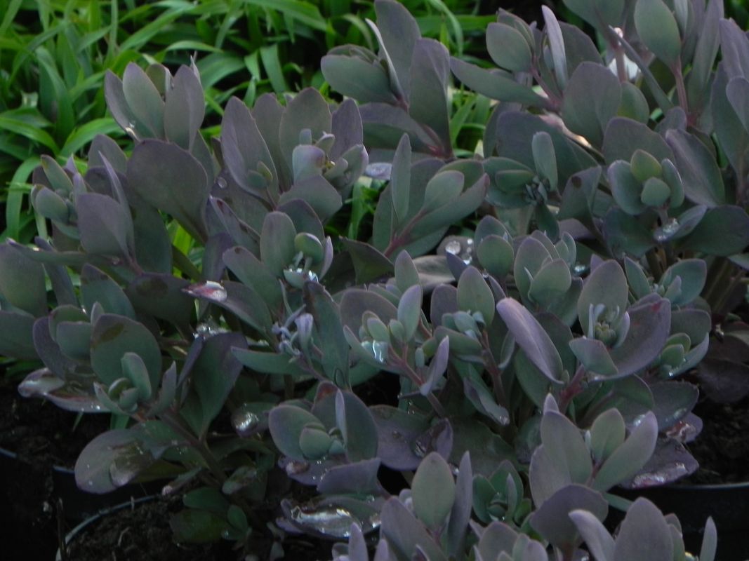 Sedum ‘SunSparkler® Plum Dazzled’