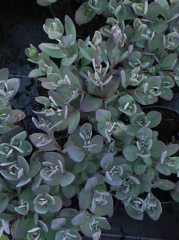 Sedum ‘SunSparkler® Plum Dazzled’