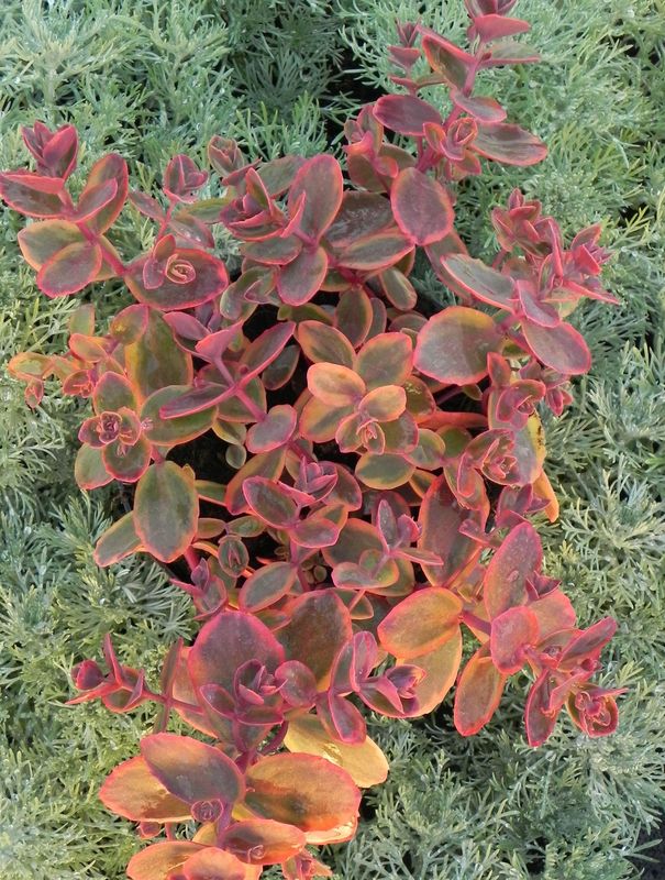 Sedum ‘SunSparkler® Wildfire’