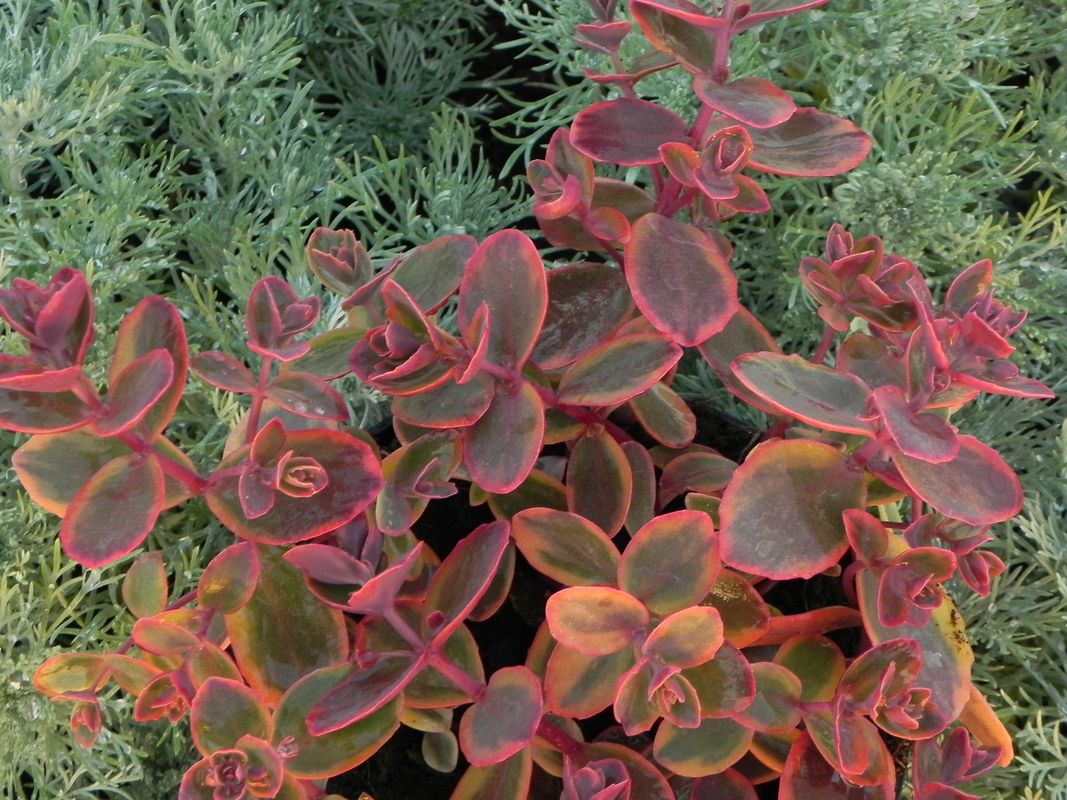 Sedum ‘SunSparkler® Wildfire’