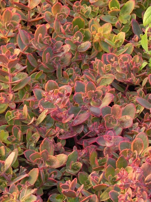 Sedum ‘SunSparkler® Wildfire’