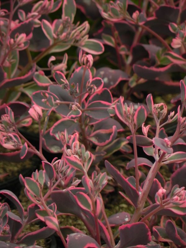 Sedum ‘SunSparkler® Dream Dazzled’