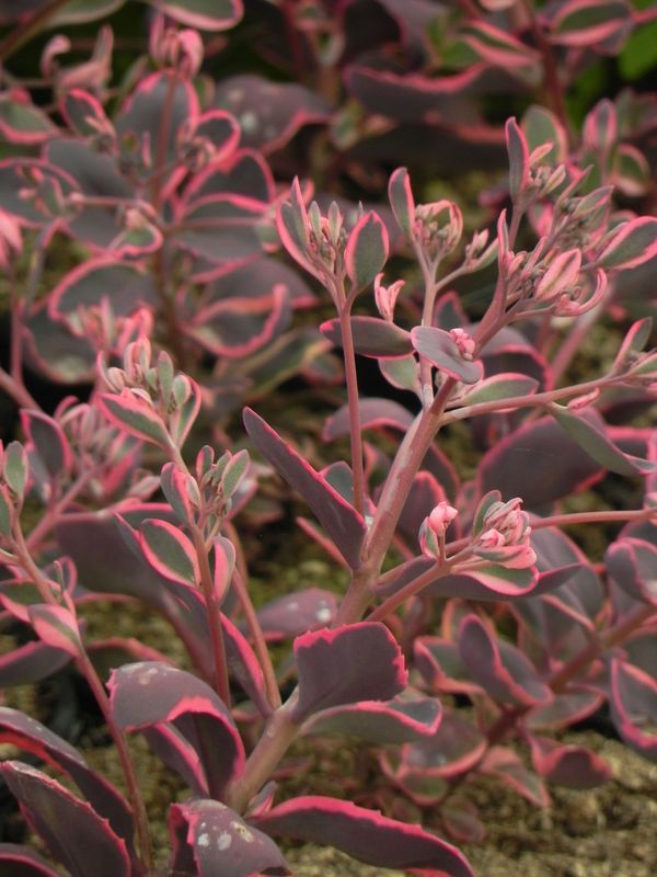 Sedum ‘SunSparkler® Dream Dazzled’