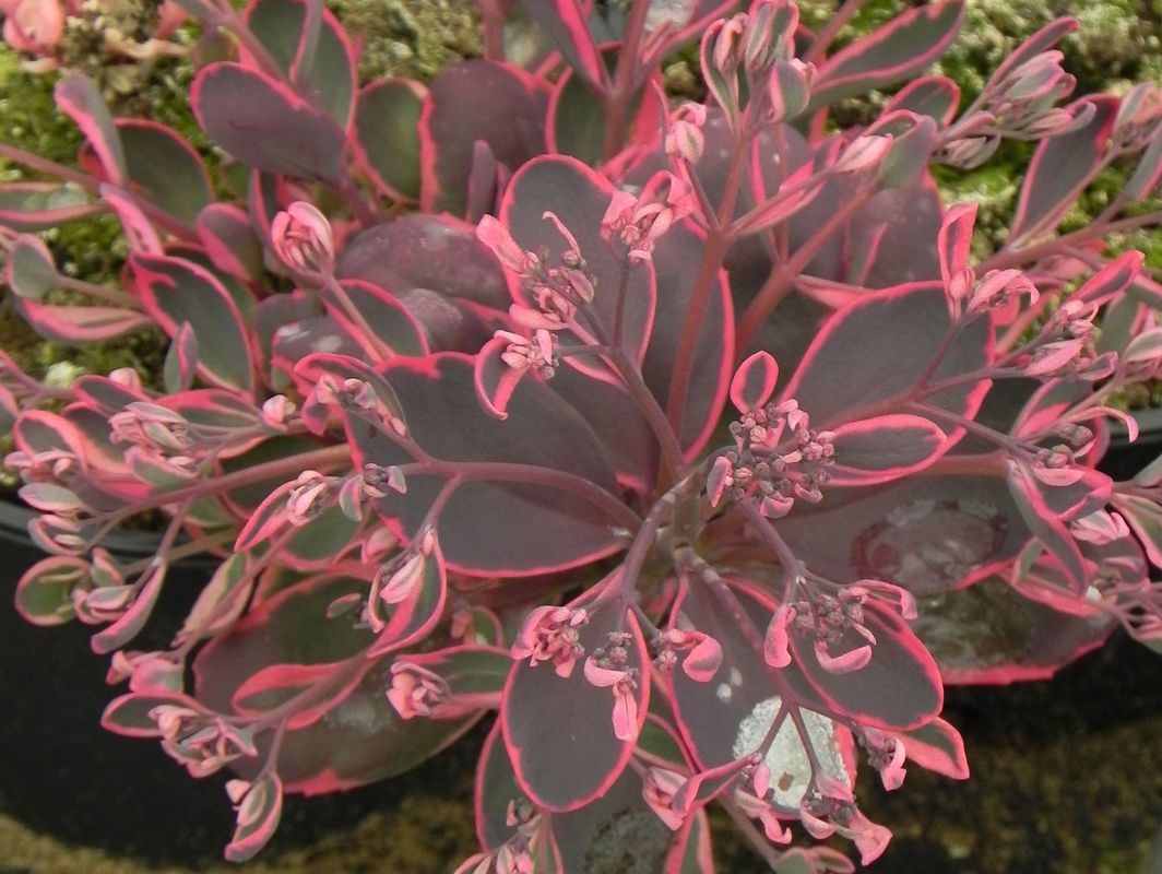 Sedum ‘SunSparkler® Dream Dazzled’