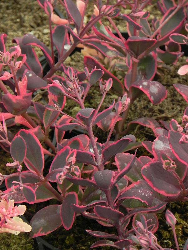 Sedum ‘SunSparkler® Dream Dazzled’
