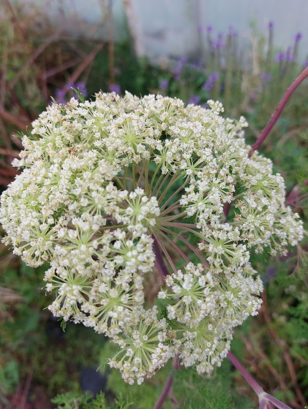 Selinum wallichianum