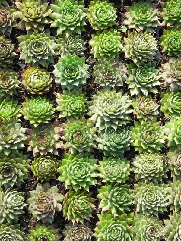 Sempervivum x hybridum ‘Mixed’