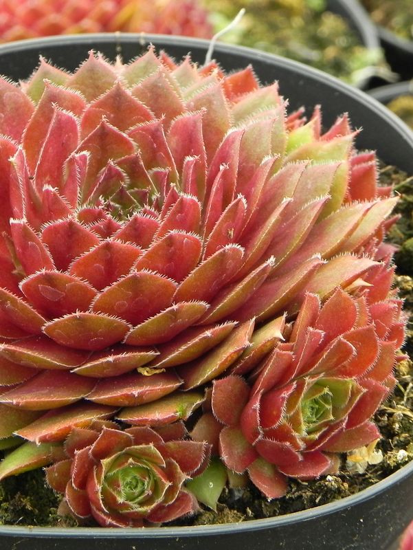 Sempervivum x hybridum ‘Draco’