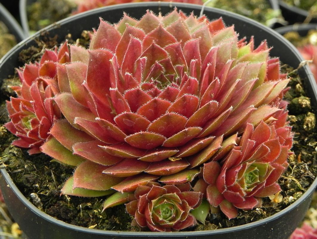 Sempervivum x hybridum ‘Draco’