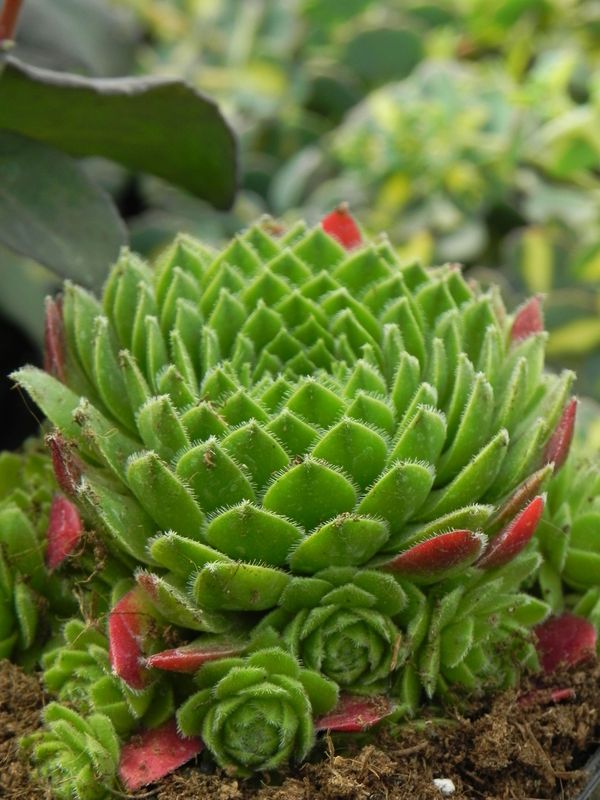 Sempervivum ‘Centaurus’