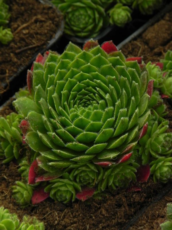 Sempervivum ‘Centaurus’
