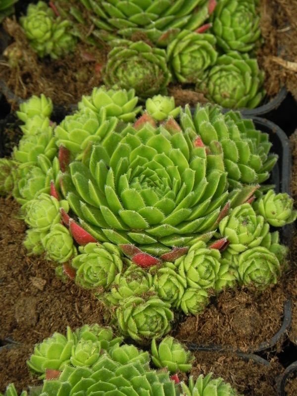 Sempervivum ‘Centaurus’