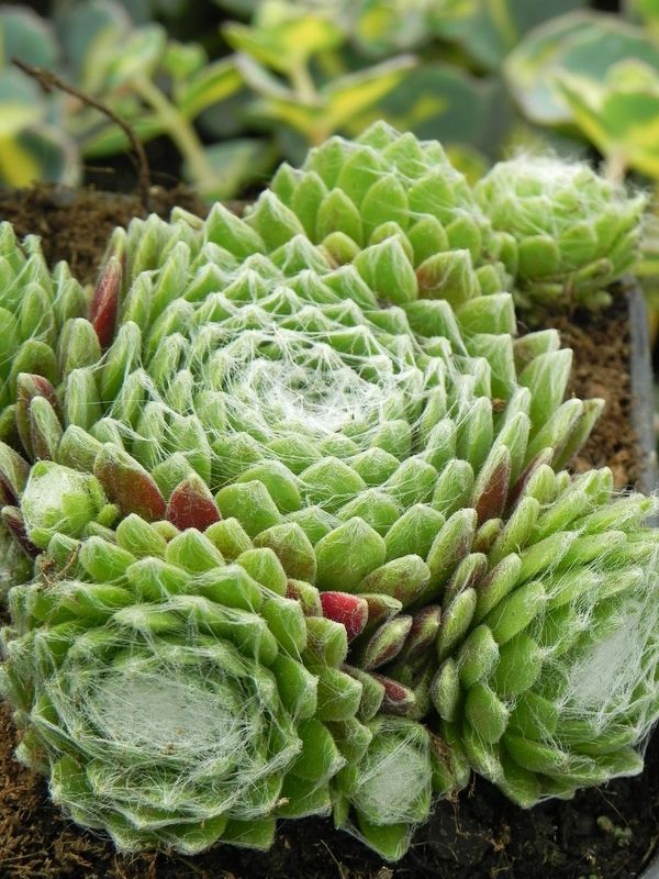 Sempervivum ‘Sirius’