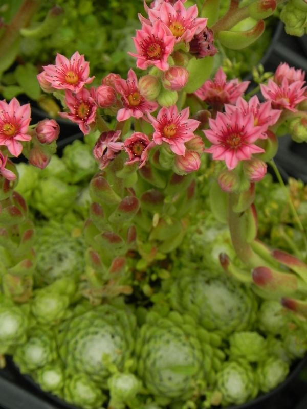 Sempervivum ‘Sirius’