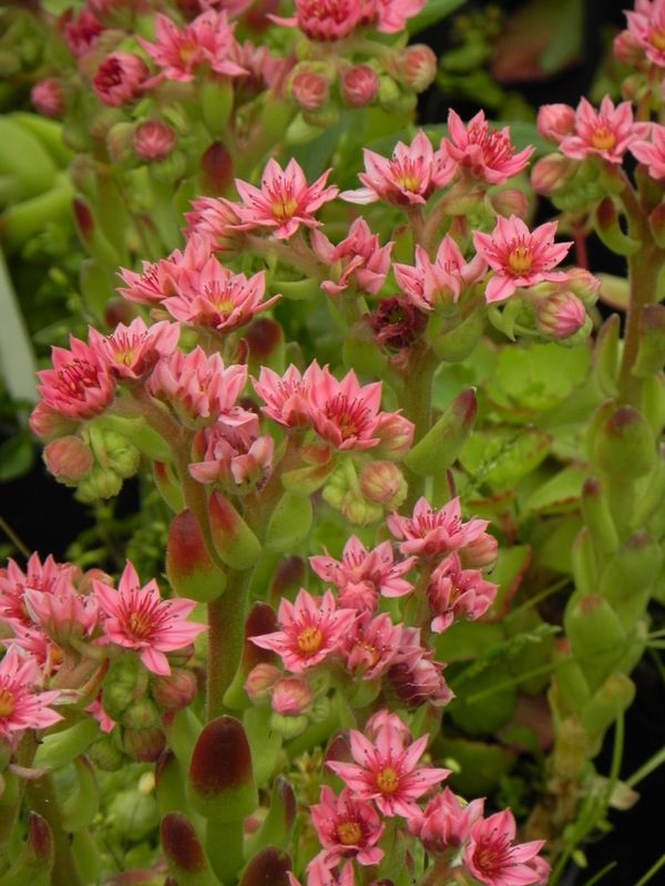 Sempervivum ‘Sirius’