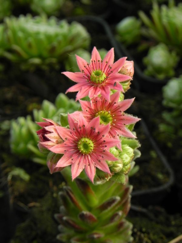 Sempervivum ‘Sirius’