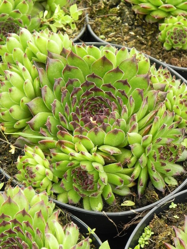 Sempervivum ‘Reinhard’