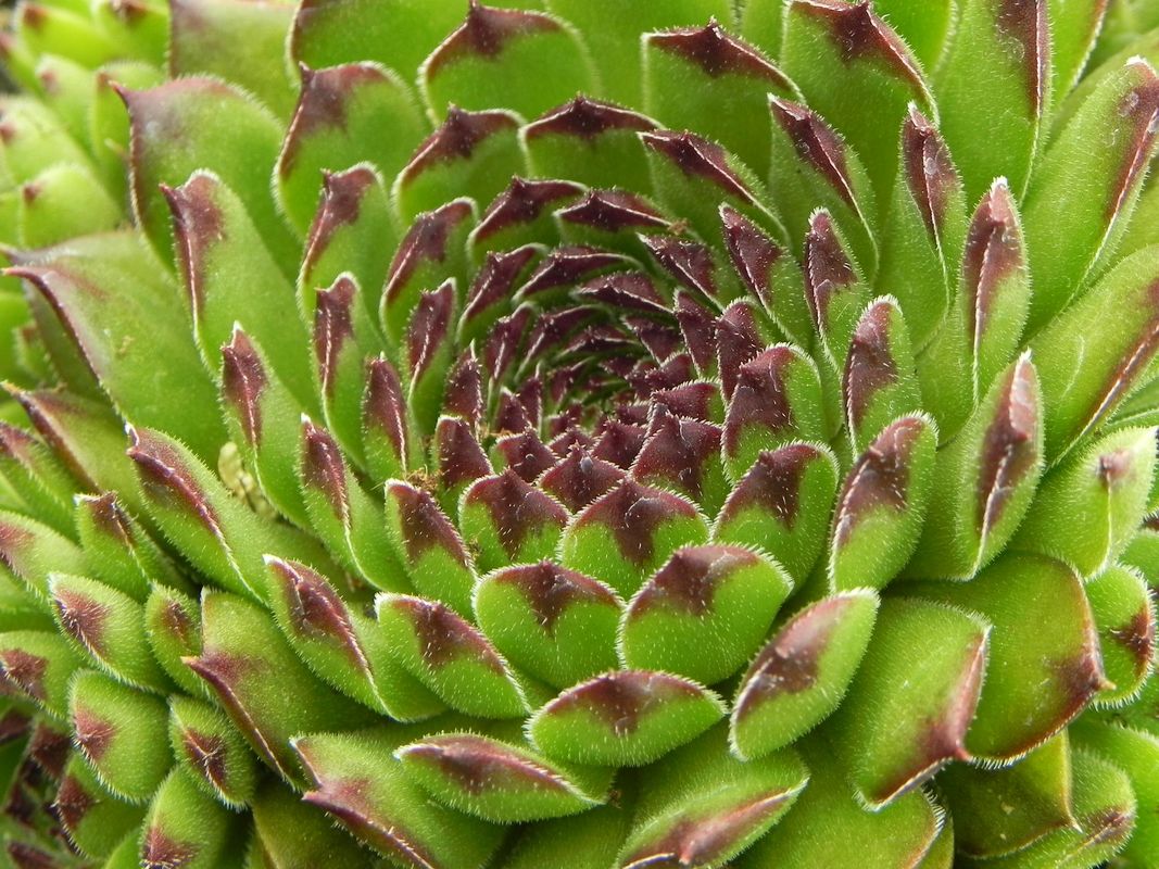 Sempervivum ‘Reinhard’