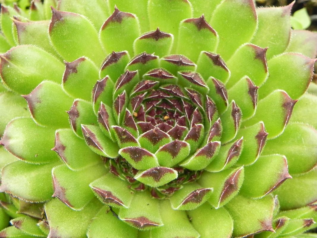 Sempervivum ‘Reinhard’