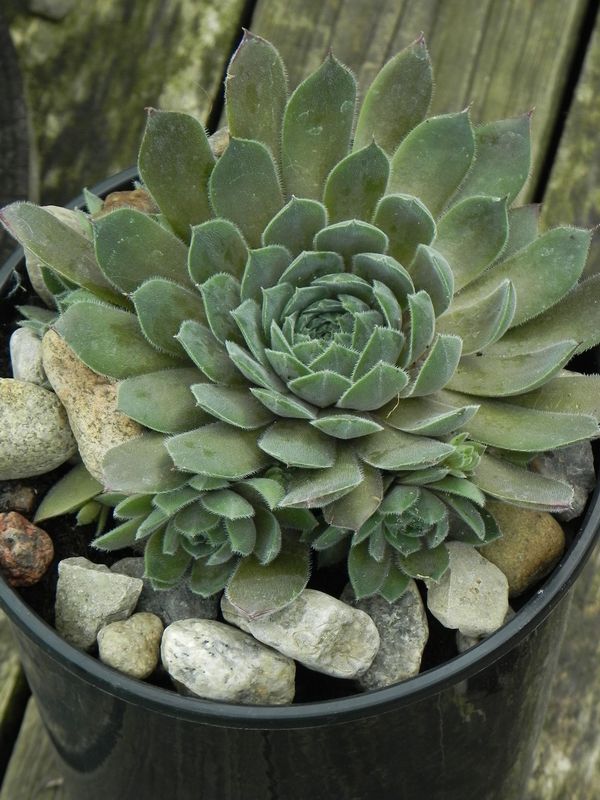Sempervivum ‘Aquila’