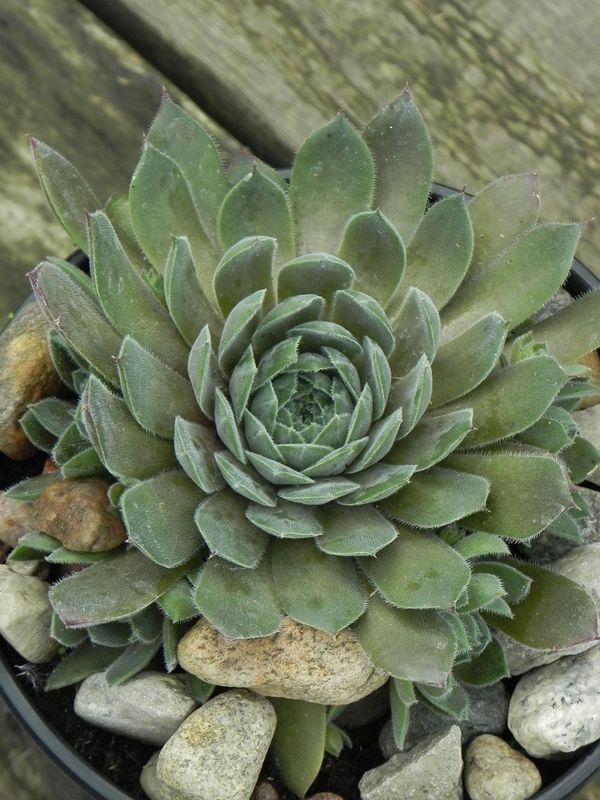 Sempervivum ‘Aquila’