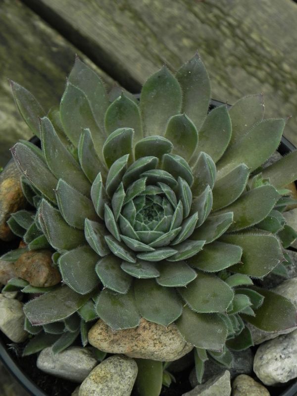 Sempervivum ‘Aquila’