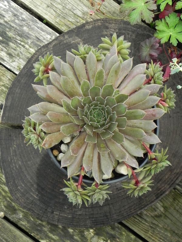 Sempervivum ‘BigSam Coral Gray’