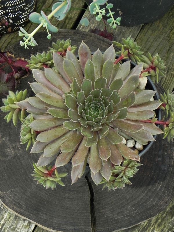 Sempervivum ‘BigSam Coral Gray’