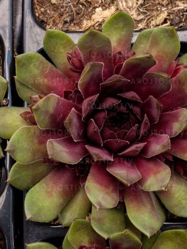 Sempervivum ‘Dr. Fritz Kohlein’