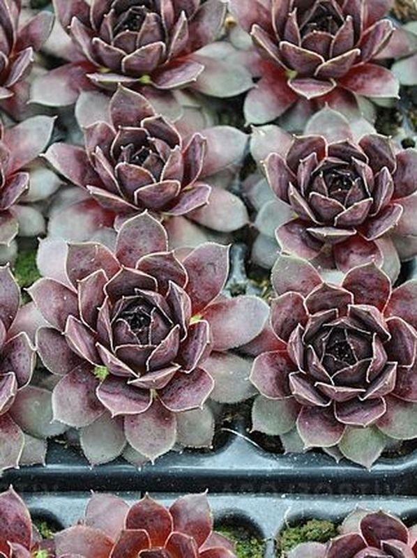 Sempervivum ‘Lacerta’
