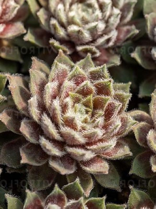Sempervivum ‘Rosa Madchen’