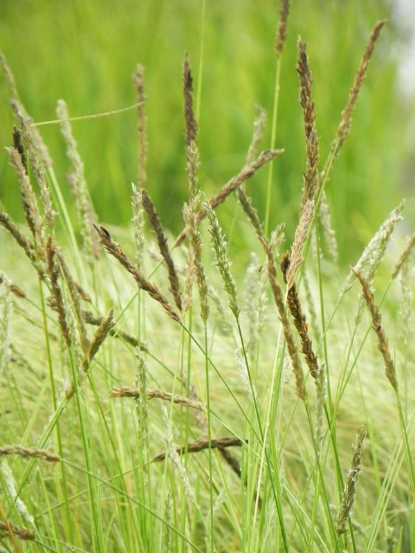 Sesleria autumnalis