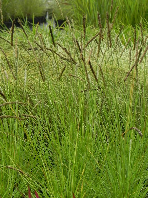 Sesleria autumnalis