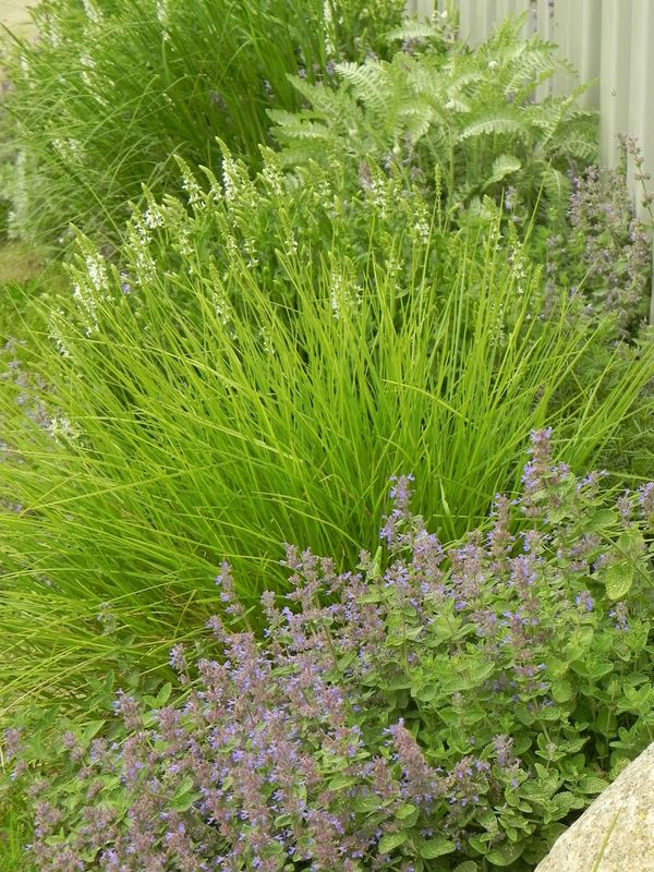 Sesleria autumnalis