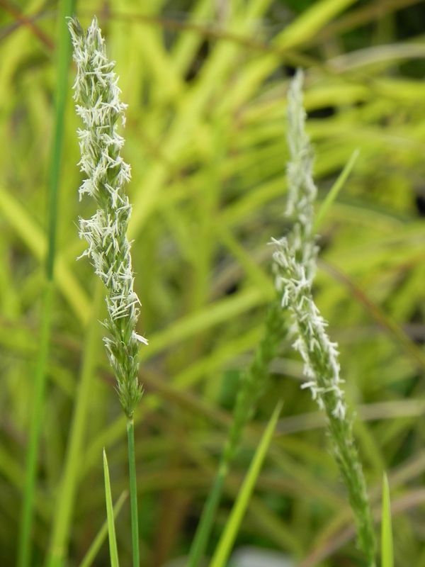 Sesleria autumnalis
