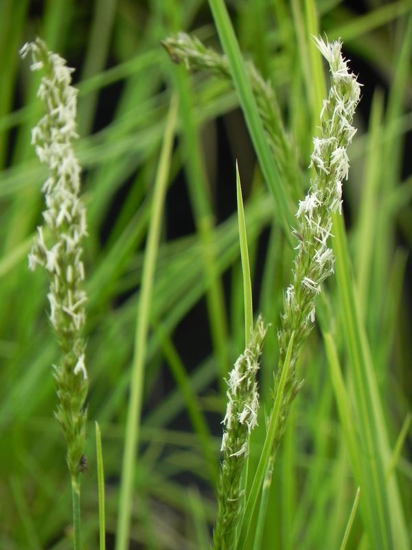 Sesleria autumnalis