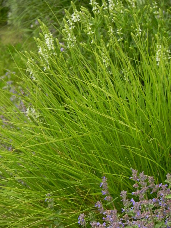 Sesleria autumnalis