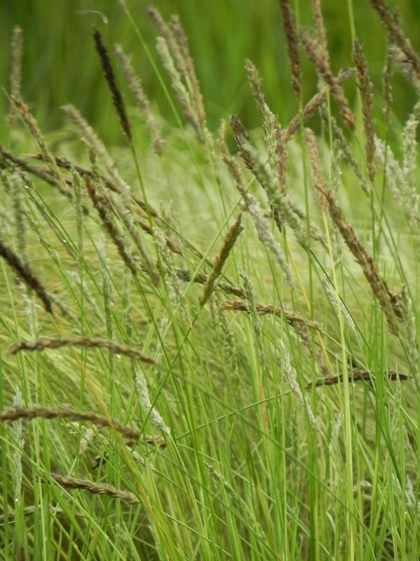 Sesleria autumnalis